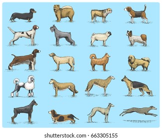 dog breeds engraved, hand drawn vector illustration in woodcut scratchboard style, vintage drawing species. pug and setter, poodle with spitz, springer spaniel whippet hound doberman, shepherd.