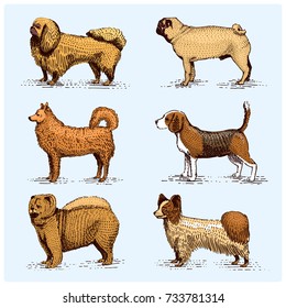 dog breeds engraved, hand drawn vector illustration in woodcut scratchboard style, vintage drawing species. pug and setter, poodle with spitz, springer spaniel whippet hound doberman, shepherd.