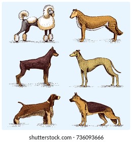 dog breeds engraved, hand drawn vector illustration in woodcut scratchboard style, vintage drawing species. pug and setter, poodle with spitz, springer spaniel whippet hound doberman, shepherd.