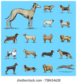 dog breeds engraved, hand drawn vector illustration in woodcut scratchboard style, vintage drawing species. pug and setter, poodle with spitz, springer spaniel whippet hound doberman, shepherd.