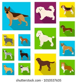 Dog breeds flat icons in set collection for design.Dog pet vector symbol stock web illustration.