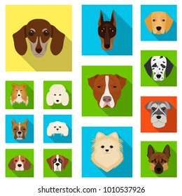 Dog breeds flat icons in set collection for design.Muzzle of a dog vector symbol stock web illustration.