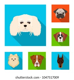 Dog breeds flat icons in set collection for design.Muzzle of a dog vector symbol stock web illustration.