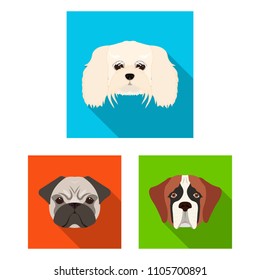 Dog breeds flat icons in set collection for design.Muzzle of a dog vector symbol stock web illustration.