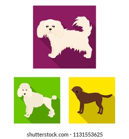 Dog breeds flat icons in set collection for design.Dog pet vector symbol stock web illustration.