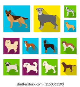 Dog breeds flat icons in set collection for design.Dog pet vector symbol stock web illustration.