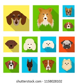 Dog breeds flat icons in set collection for design.Muzzle of a dog vector symbol stock web illustration.