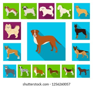 Dog breeds flat icons in set collection for design.Dog pet vector symbol stock web illustration.