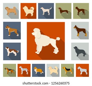 Dog breeds flat icons in set collection for design.Dog pet vector symbol stock web illustration.