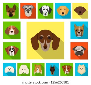 Dog breeds flat icons in set collection for design.Muzzle of a dog vector symbol stock web illustration.