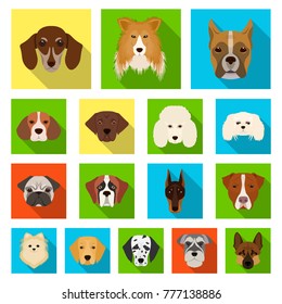 Dog breeds flat icons in set collection for design.Muzzle of a dog vector symbol stock web illustration.
