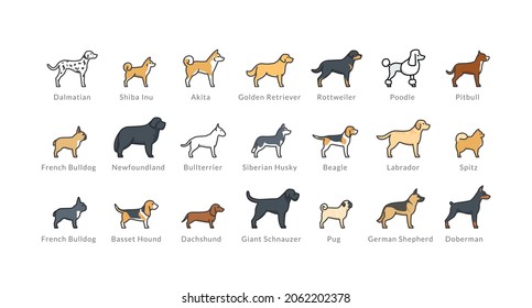 Juego de iconos de raza de perro: akita, rottweiler, beagle, domerman. Isolación de ilustraciones vectoriales lineales sobre fondo blanco. Esquema relleno, trazos editables. EPS10