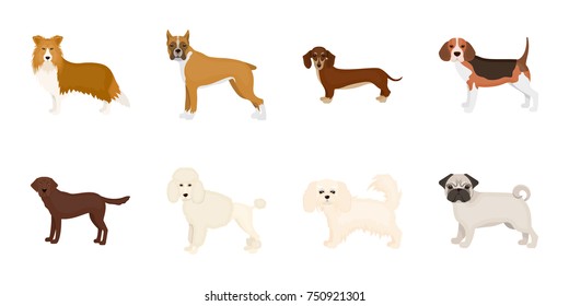 Dog breeds icons in set collection for design.Dog pet vector symbol stock  illustration.