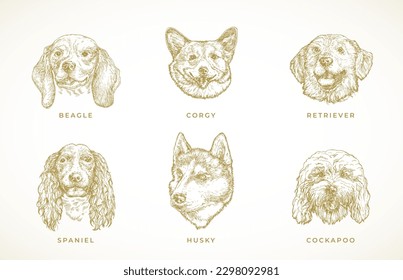 Dog Breeds Illustrations Collection. Hand Drawn Spaniel, Corgy, Beagle, Retriever and Husky Adult Dogs Face Sketches Set. Engraving style drawings. Isolated