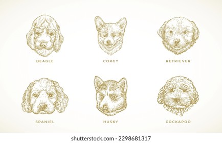 Dog Breeds Illustrations Collection. Hand Drawn Spaniel, Corgy, Beagle, Retriever and Husky Puppy Dogs Face Sketches Set. Engraving style drawings. Isolated