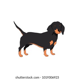 Dog breeds isolated on white background.Colored.Vector illustration.