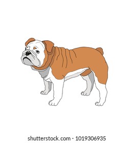 Dog breeds isolated on white background.Colored.Vector illustration.