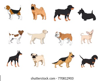 Dog breeds isolated on white background.Vector illustration.