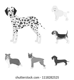 Dog breeds monochrome icons in set collection for design.Dog pet vector symbol stock web illustration.