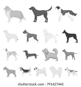 Dog breeds monochrome icons in set collection for design.Dog pet vector symbol stock web illustration.