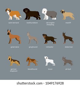 Dog Breeds Set, Giant and Large Size, Side View, Facing Front, Vector Illustration