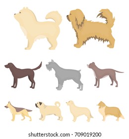 Dog breeds set icons in cartoon style. Big collection of dog breeds vector symbol stock illustration