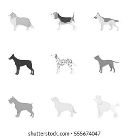 Dog breeds set icons in monochrome style. Big collection of dog breeds vector symbol stock illustration