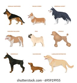 Dog breeds set. Illustration of dogs like pug, corgi and more.