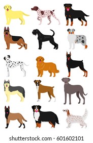 dog breeds set isolated on white