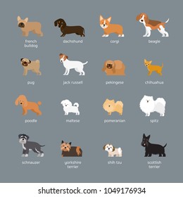 Dog Breeds Set, Small and Medium Size, Side View, Facing Front, Vector Illustration