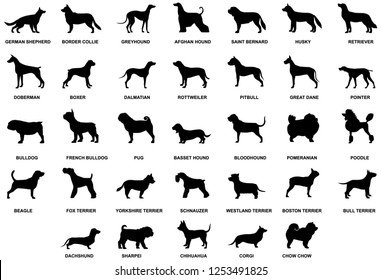 Dog Breeds High Res Stock Images | Shutterstock