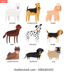 Dog breeds. Vector cartoon dog collection with dalmatian and beagle, yorkshire terrier and dachshund isolated on white background