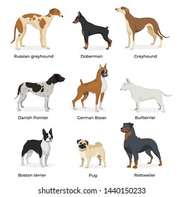 Dog breeds vector collection isolated on white background. Russian greyhound. Doberman. Greyhound. Danish Pointer. German Boxer. Bullterrier. Boston terrier. Pug. Rottweiler. Dogs in flat style.