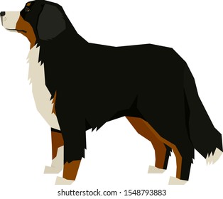 Dog Breeds Vector illustration Bernese Mountain Dog Isolated object set