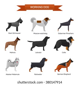 Dog breeds vector set isolated on white background. Illustration in flat style design. Icons and emblems. Labrador, malamute, rottweiler, collie, german shepherd.