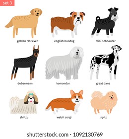 Dog breeds. Vectors dogs breeding collection isolated on white background, great dane and komondor, golden retriever and mini schnauzer isolated on white