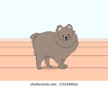 dog is a brown vector in the room