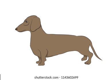 dog is a brown vector, White background
