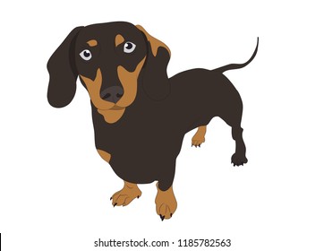 dog is a brown vector, White background
