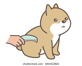 dog brushing. dog salon. A dog is getting trimmed.