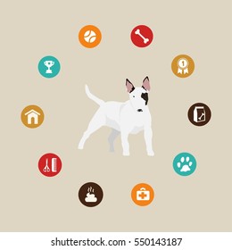 Dog bull terrier infographic illustration vector icons set.