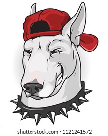 

dog bull terrier in a red baseball cap and in a collar with spikes