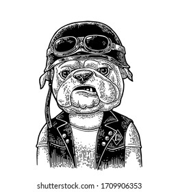 Dog bulldog dressed in the helmet and glasses. Vector hand drawn black vintage engraving. Isolated on white background. For poster and t-shirt biker club.