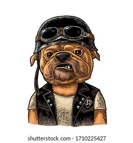 Dog bulldog dressed in the helmet and glasses. Vector hand drawn color vintage engraving. Isolated on white background. For poster and t-shirt biker club.
