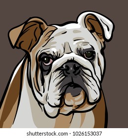 Dog bulldog. A sad bulldog dog with a wise look. Illustration