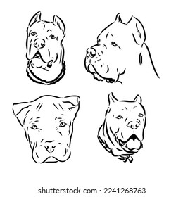 Dog Cane Corso. Illustration on a white background.