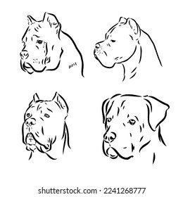 Dog Cane Corso. Illustration on a white background.