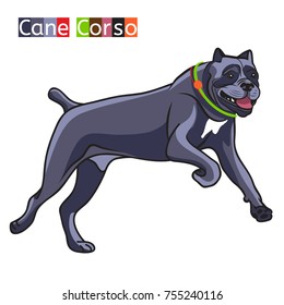 Dog Cane Corso. Illustration on a white background. 