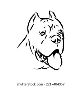 dog Cane corso italiano vector isolated illustration in black color on white background