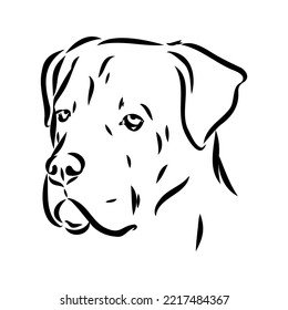 dog Cane corso italiano vector isolated illustration in black color on white background